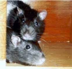 Gus and Walter