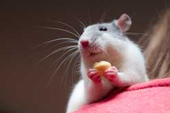 Rat eating
