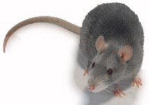 Pretty rat
