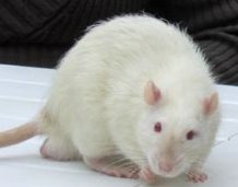 Siamese rat