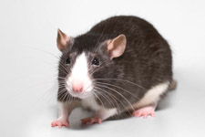 Curious rat